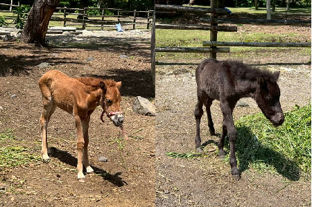 トカラ馬の仔馬